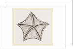 Asterias tessellata by Anonymous