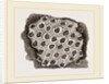 Flustra dentata by Anonymous