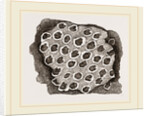 Flustra dentata by Anonymous