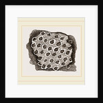 Flustra dentata by Anonymous