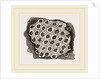 Flustra dentata by Anonymous