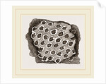 Flustra dentata by Anonymous