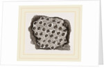 Flustra dentata by Anonymous