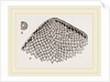 Lunulite en parasol by Anonymous