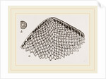 Lunulite en parasol by Anonymous
