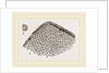 Lunulite en parasol by Anonymous