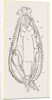 Notommata centrura by Anonymous