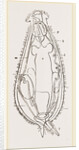 Notommata centrura by Anonymous