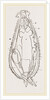 Notommata centrura by Anonymous