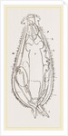Notommata centrura by Anonymous