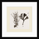 Flustra avicularis by Anonymous