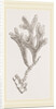 Andonea foliifera by Anonymous