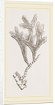 Andonea foliifera by Anonymous