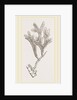 Andonea foliifera by Anonymous