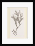 Andonea foliifera by Anonymous