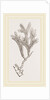 Andonea foliifera by Anonymous