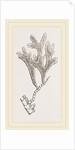 Andonea foliifera by Anonymous