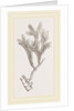 Andonea foliifera by Anonymous
