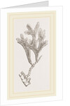 Andonea foliifera by Anonymous