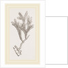 Andonea foliifera by Anonymous