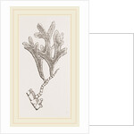 Andonea foliifera by Anonymous