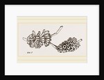 Cellepora pumicosa by Anonymous