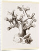 Oculina axillaris by Anonymous