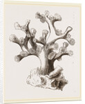 Oculina axillaris by Anonymous