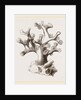 Oculina axillaris by Anonymous