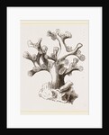 Oculina axillaris by Anonymous
