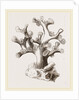 Oculina axillaris by Anonymous