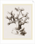 Oculina axillaris by Anonymous