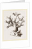 Oculina axillaris by Anonymous