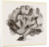Retepora cellulosa by Anonymous