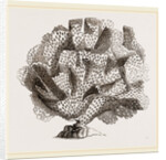 Retepora cellulosa by Anonymous
