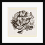 Retepora cellulosa by Anonymous