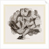 Retepora cellulosa by Anonymous