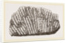 Syringopora geniculata by Anonymous