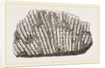 Syringopora geniculata by Anonymous