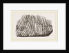 Syringopora geniculata by Anonymous