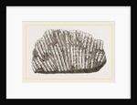 Syringopora geniculata by Anonymous