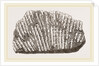 Syringopora geniculata by Anonymous