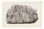 Syringopora geniculata by Anonymous