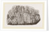 Syringopora geniculata by Anonymous