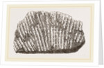 Syringopora geniculata by Anonymous