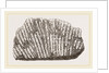 Syringopora geniculata by Anonymous