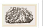 Syringopora geniculata by Anonymous