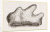 Heliopora caerulea by Anonymous