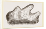 Heliopora caerulea by Anonymous