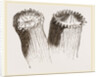 Animal cf Cladocora cespitosa by Anonymous